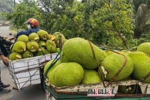Tại sao trái mít bán ra lại bị cắt 1 miếng ở đầu, không phải ai cũng hiểu đúng