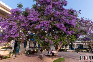 Ngẩn ngơ cây phượng tím ở Trạm Hành, Đà Lạt 