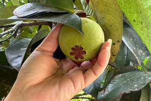 Nông dân Lâm Đồng đua nhau bán măng cụt xanh