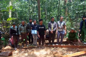 Khởi tố 12 người phá rừng ở Lạc Dương 