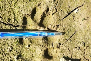 Làm rõ tin hổ xuất hiện tại rừng cao su