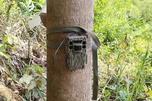 Kiểm lâm đang làm rõ thông tin 'hổ xuất hiện ở Lâm Đồng'