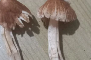 Lâm Đồng: 12 người bị ngộ độc do ăn nấm rừng