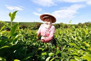 Lâm Đồng cấm sử dụng hóa chất để nhuộm trà