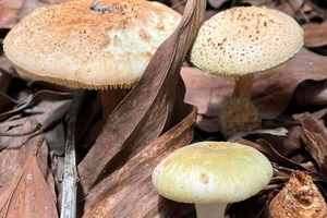 Cha chết, mẹ và con nguy kịch vì ăn phải nấm độc