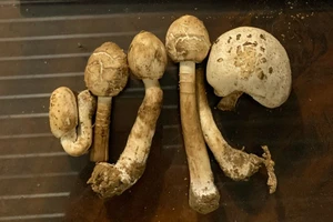 Ăn nấm lạ, 3 người ở Tây Ninh bị ngộ độc