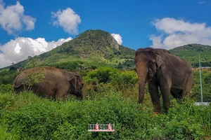 Đàn voi tư nhân lớn nhất Việt Nam của bác sĩ thú y