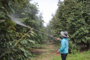 Sầu riêng xì mủ, nông dân ở thủ phủ sầu riêng Lâm Đồng như ngồi trên lửa