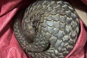 Bắt được tê tê, 2 học sinh đem giao nộp