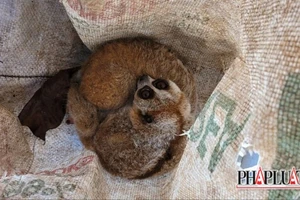 Giao nộp 2 con Cu li vừa bắt được trong rẫy cà phê