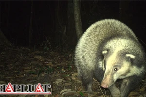 Thời điểm vàng để tái hoang dã các khu bảo tồn, bảo vệ thú rừng quý hiếm
