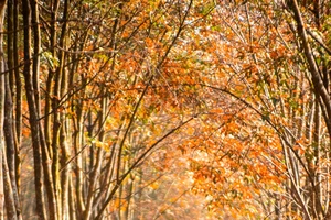 Về miền Đông săn ảnh mùa cao su thay lá