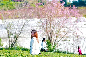 Đến Đà Lạt săn ảnh cùng mai anh đào Cầu Đất