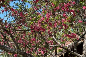 Hàng ngàn du khách check-in ‘cây đào quốc dân’ ở Đà Lạt