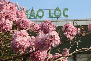 Mùa hồng phấn chưa qua ở xứ B’lao