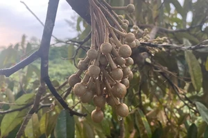 Đón cơn mưa giải hạn, nông dân Lâm Đồng mừng như bắt được vàng