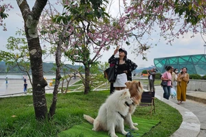 Đà Lạt: 2 thanh niên đưa chó ra chiếm gốc mai, khách muốn chụp ảnh phải trả tiền