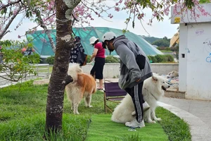 Vụ đưa chó ra chiếm gốc mai ở Đà Lạt: 3 thanh niên bị phạt 