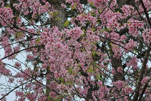 Mai anh đào Đà Lạt nở giữa tháng 4 khiến nhiều người ngạc nhiên