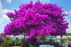 Check-in cây hoa giấy vạn người mê ở Đà Lạt 