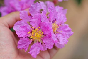 Đà Lạt cũng có trend hoa bằng lăng, tím đường về xứ ngàn hoa