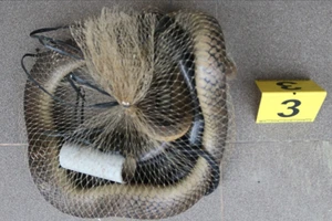 Tây Ninh: Mang 8 con rắn hổ chúa đi bán thì bị bắt 