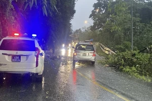 Cây rừng ngã đổ chắn ngang đèo Bảo Lộc