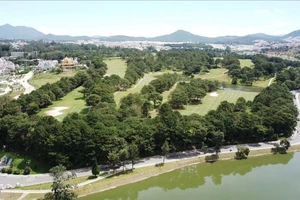 Đưa gần 30 ha rừng trồng thông trong Đồi Cù ra khỏi đất rừng phòng hộ