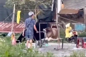 Công an sẽ vào cuộc vụ ngược đãi động vật ở Quảng trường Lâm Viên