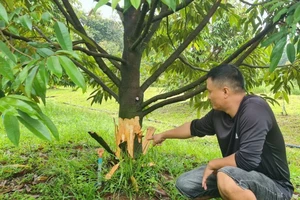 Hàng chục cây sầu riêng đang thu hoạch bị cạo trắng gốc