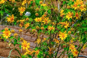 Hàng trăm người bị lừa đặt cọc tiền phòng do sập bẫy website, Facebook giả