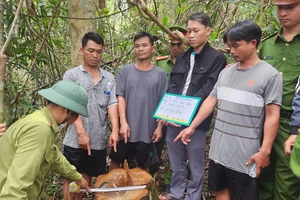 Bảo vệ rừng câu kết lâm tặc triệt hạ gỗ kiền kiền quý hiếm