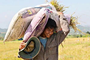 Niềm vui được mùa của nông dân Đam Rông