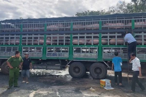 Cảnh sát môi trường phát hiện hơn 500 con heo lậu từ Campuchia vào Việt Nam