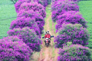 Rừng mua Úc nở tím rịm, du khách tìm đến nông trường trà Olong check-in