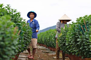 Có một làng hoa của người Quảng Ngãi ở Krăng Gọ 2