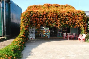 Hoa chùm ớt nở rực, phủ kín tiệm tạp hoá ở xứ ngàn hoa