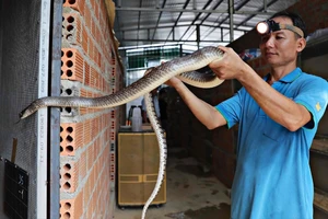 Tết Ất Tỵ 2025, ghé thăm trại rắn hổ trâu ở tỉnh Lâm Đồng