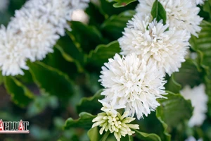 Xao xuyến mùa hoa cà phê tháng Giêng