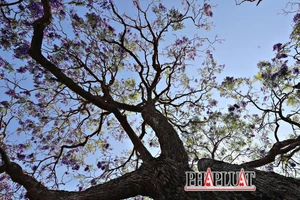 Mong một lần đến Đà Lạt, check-in dưới tán hoa phượng tím
