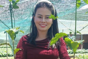 Nông dân tỉnh Lâm Đồng ồ ạt tái vườn, giá cây cà phê giống tăng cao