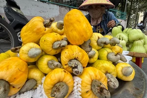 Mang hương đào lộn hột nồng nàn lên phố