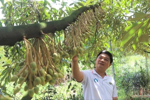 Tỉnh Lâm Đồng chú trọng chất lượng cho sầu riêng để xuất khẩu