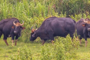Bò tót ở Vườn Quốc gia Cát Tiên húc cán bộ bảo vệ rừng tử vong