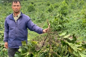 18 ha cà phê 3 năm tuổi bị chặt hạ 
