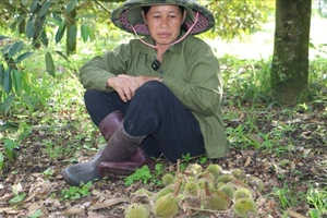 1 nông dân tỉnh Lâm Đồng thiệt hại nặng vì mua nhầm giống sầu riêng