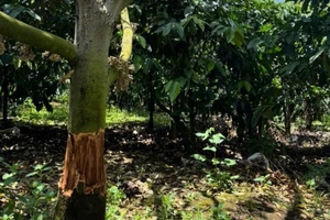 Công an điều tra vườn sầu riêng ở Lâm Đồng bị kẻ gian phá hoại