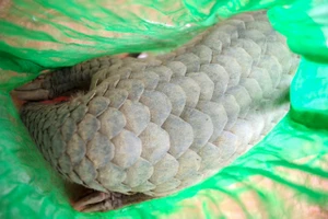 Bị khởi tố vì chở rắn hổ chúa, chồn bạc má đi bán