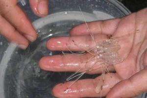 Khởi tố vụ án vận chuyển tôm hùm giống không rõ nguồn qua sân bay Cam Ranh