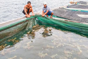 Thủ tục bán sang Trung Quốc vẫn tắc, hàng trăm tấn tôm hùm bông chờ 'giải cứu'